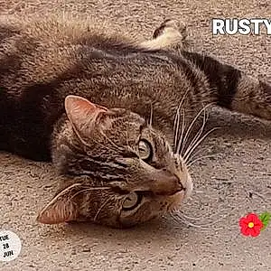 Nom Chat Rusty