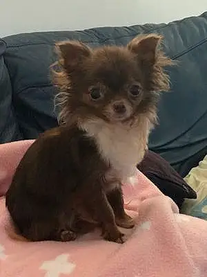 Nom Chihuahua Chien Nutella