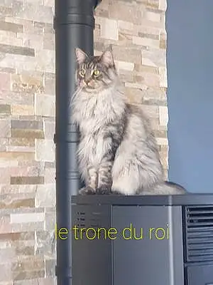 Nom Maine Coon Chat Nouky