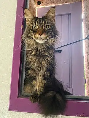 Nom Maine Coon Chat Nana