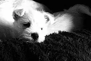 Nom West Highland White Terrier Chien Muffin