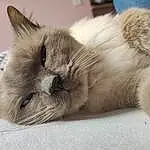 Chat, Yeux, Felidae, Carnivore, Comfort, Moustaches, Faon, Small To Medium-sized Cats, Thai, Museau, Domestic Short-haired Cat, Patte, Poil, Balinais, Griffe, Sieste, Couch, SacrÃ© de Birmanie, Tonkinese