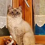 Chat, Felidae, Carnivore, Small To Medium-sized Cats, Bois, FenÃªtre, Moustaches, Faon, Door, Jouets, Queue, Domestic Short-haired Cat, Patte, Poil, Hardwood, Terrestrial Animal, Griffe, Stuffed Toy
