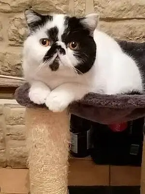 Nom Exotic Shorthair Chat Pollux
