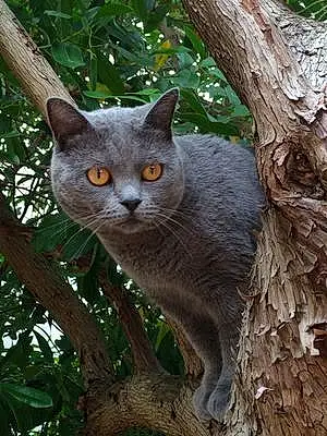 Nom Chartreux Chat Hindy