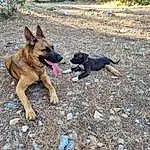 Chien, Race de chien, Carnivore, Faon, Plante, Working Animal, Soil, Berger allemand, Chien de compagnie, Canidae, Vehicle, Working Dog, Herding Dog, Dog Supply, Adventure, East-european Shepherd, Hunting Dog