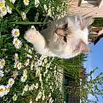 Fleur, Plante, Chat, Arbre, Vegetation, Carnivore, Felidae, Herbe, Petal, Groundcover, Moustaches, Small To Medium-sized Cats, Flowering Plant, Annual Plant, People In Nature, Queue, Spring, Camomile, Shrub, Palm Tree