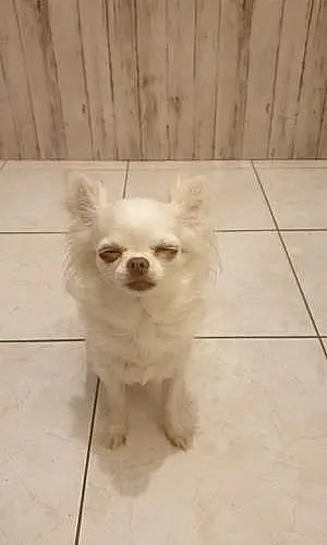 Nom Chihuahua Chien Diams