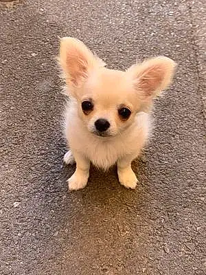 Nom Chihuahua Chien Biggy