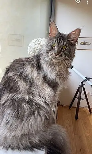 Nom Maine Coon Chat Patapouf