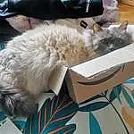 Chat, Felidae, Comfort, Carnivore, Small To Medium-sized Cats, Grey, Moustaches, Faon, Queue, Poil, Box, Bag, Patte, Domestic Short-haired Cat, Cardboard, Sieste, Paper Product