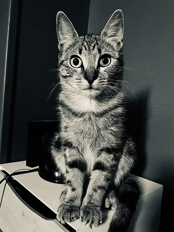 Chat, Felidae, Carnivore, Small To Medium-sized Cats, Style, Moustaches, Black-and-white, Museau, Queue, Noir & Blanc, Rectangle, Monochrome, Patte, Poil, Domestic Short-haired Cat, Assis, Stock Photography, Légende de la photo, Still Life Photography