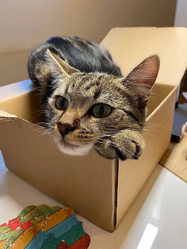 Chat, Felidae, Carnivore, Shipping Box, Small To Medium-sized Cats, Moustaches, Museau, Box, Carton, Poil, Domestic Short-haired Cat, Packaging And Labeling, Cardboard, Art, Paper Product, Bag, Paper, Eyewear, Visual Arts, Fashion Accessory