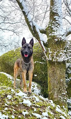 Berger Malinois Chien Shelly