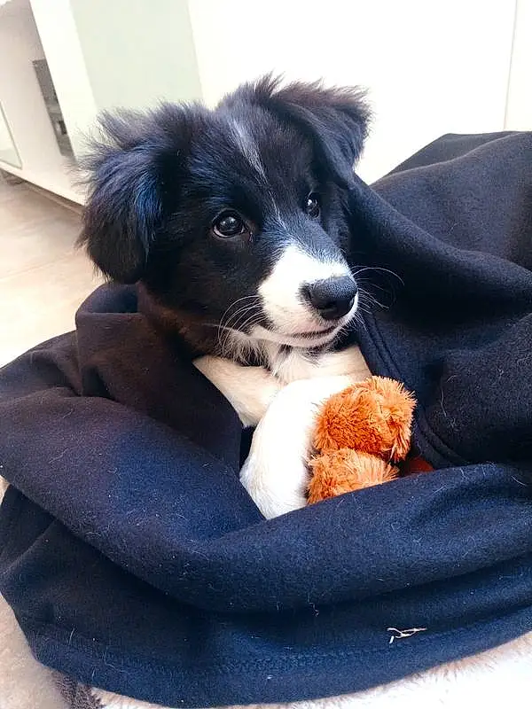 Chien, Race de chien, Carnivore, Chien de compagnie, Border Collie, Comfort, Museau, Canidae, Poil, Moustaches, Herding Dog, Working Dog, Chiots, Bowl, Recipe, Working Animal, Toy Dog, Comfort Food, Patte