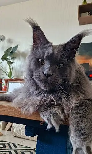 Maine Coon Chat Limone