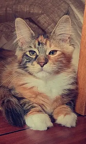 Nom Maine Coon Chat Sweetie