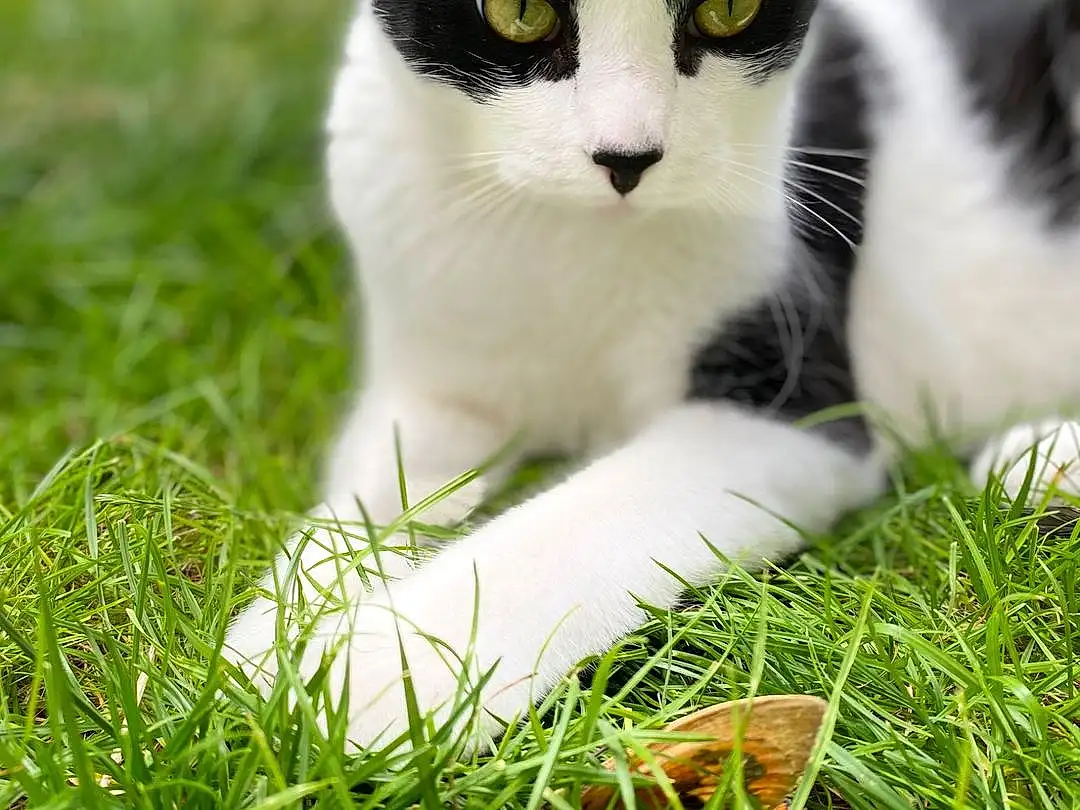 Yeux, Chat, Plante, Carnivore, Felidae, Herbe, Arbre, Moustaches, Small To Medium-sized Cats, Groundcover, Pelouse, Museau, Queue, Foot, Terrestrial Animal, Domestic Short-haired Cat, Grassland, Poil, Patte