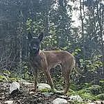 Plante, Chien, Carnivore, Arbre, Race de chien, Faon, Bois, Queue, Terrestrial Plant, ForÃªt, Woodland, Trunk, Temperate Broadleaf And Mixed Forest, Canidae, Northern Hardwood Forest, Terrestrial Animal, Old-growth Forest, Soil
