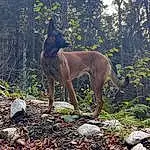 Plante, Chien, Arbre, Carnivore, Bois, Race de chien, Faon, Liver, Queue, ForÃªt, Woodland, Soil, Working Animal, Canidae, Temperate Broadleaf And Mixed Forest, Herbe, Gun Dog, Terrestrial Animal