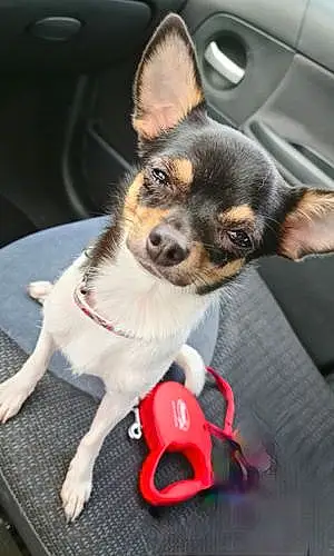 Nom Chihuahua Chien Orla