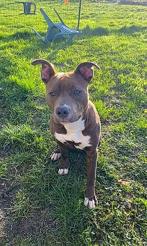 Staffordshire Bull Terrier Chien Shelby