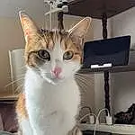 Chat, Felidae, Carnivore, Moustaches, Small To Medium-sized Cats, Lamp, Museau, Queue, Domestic Short-haired Cat, Poil, Patte, Luggage And Bags, FenÃªtre, Comfort, Light Fixture, Bag, Griffe