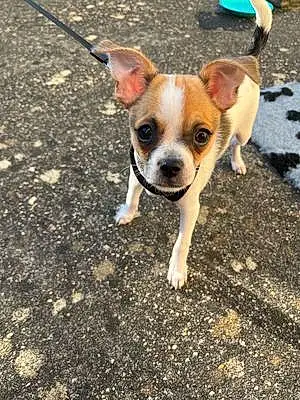Nom Chihuahua Chien Pooki