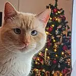 Christmas Tree, Christmas Ornament, Chat, Felidae, Carnivore, Holiday Ornament, Small To Medium-sized Cats, Faon, Moustaches, Ornament, Christmas Decoration, NoÃ«l, Holiday, Museau, Event, Christmas Eve, Poil, Arbre, Domestic Short-haired Cat, Conifer