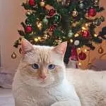 Christmas Tree, Chat, Christmas Ornament, Holiday Ornament, Carnivore, Faon, Felidae, Ornament, Arbre, Evergreen, Moustaches, Small To Medium-sized Cats, Event, Christmas Decoration, Queue, Holiday, NoÃ«l, Conifer, Domestic Short-haired Cat, Poil