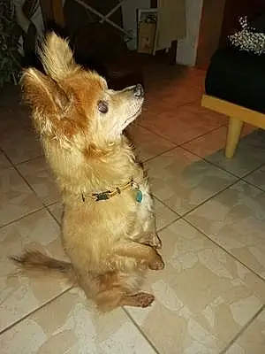 Nom Chihuahua Chien Bobo