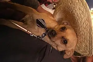 Nom Chihuahua Chien Nico