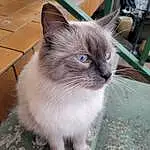 Chat, Yeux, Felidae, Carnivore, Small To Medium-sized Cats, Iris, Grey, Moustaches, Faon, Museau, Domestic Short-haired Cat, Poil, Queue, Bleu russe, Collar, Thai, Plante