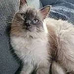 Siamois, Chat, Small To Medium-sized Cats, Felidae, Carnivore, Grey, Faon, Moustaches, Thai, SacrÃ© de Birmanie, Balinais, Tonkinese, Terrestrial Animal, Poil, Queue, Domestic Short-haired Cat, Patte, Griffe, Ragdoll