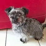 Chien, Carnivore, Race de chien, Chien de compagnie, Dog Supply, Toy Dog, Museau, Working Animal, Liver, Petit Terrier, Terrier, Canidae, Biewer Terrier, Maltepoo, Non-sporting Group, Poil, Yorkipoo