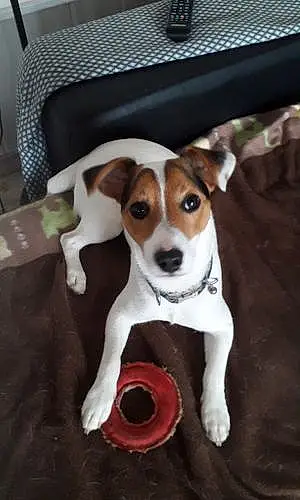 Nom Jack Russell Chien Roucky