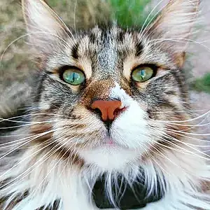 Maine Coon Chat Sushi