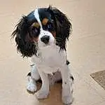 Chien, Carnivore, Race de chien, Chien de compagnie, Faon, Moustaches, Goggles, Toy Dog, Museau, Queue, Patte, Poil, Working Animal, Épagneul, Cavalier King Charles Spaniel, Eyewear, Dog Supply, Canidae