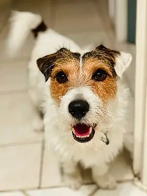 Jack Russell Chien Rio