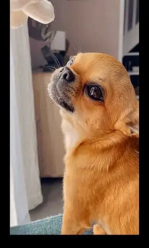 Nom Chihuahua Chien Floki