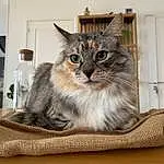 Chat, Felidae, FenÃªtre, Carnivore, Plante, Small To Medium-sized Cats, Moustaches, Bois, Comfort, Cat Supply, Houseplant, Poil, Hardwood, Domestic Short-haired Cat, Box, Shelf, Patte, Cardboard, Room