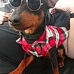 Lunettes, Chien, Vision Care, Sunglasses, Race de chien, Carnivore, Goggles, Oreille, Eyewear, Chien de compagnie, Collar, Faon, Tartan, Museau, Working Animal, Dog Supply, Dog Collar, Moustaches, Dog Clothes, Toy Dog