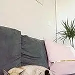 Couch, Comfort, Chat, Felidae, Grey, Carnivore, Faon, Moustaches, Small To Medium-sized Cats, Bois, Plante, Hardwood, Studio Couch, Queue, Living Room, Room, Linens, Chien de compagnie