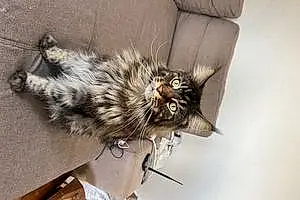 Nom Maine Coon Chat Thor