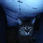 Hood, FenÃªtre, Chat, Felidae, Carnivore, Grey, Automotive Lighting, Small To Medium-sized Cats, Door, Moustaches, Automotive Tire, Tints And Shades, Electric Blue, Bois, Museau, Vehicle Door, Automotive Exterior, Darkness, Domestic Short-haired Cat, Glass