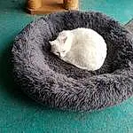 Chat, Small To Medium-sized Cats, Felidae, Cat Bed, Poil, Carnivore, Moustaches, Chatons, Sieste, British Shorthair, Cat Supply