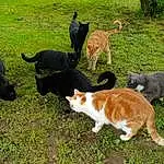Chat, Plante, Green, Felidae, Carnivore, Race de chien, Herbe, Small To Medium-sized Cats, Faon, Queue, Chien de compagnie, Canidae, Moustaches, Arbre, Domestic Short-haired Cat, Pasture, Groundcover