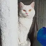 Chat, Yeux, Felidae, Carnivore, FenÃªtre, Small To Medium-sized Cats, Moustaches, Grey, Iris, Museau, Queue, Poil, Domestic Short-haired Cat, Patte, Electric Blue, Door