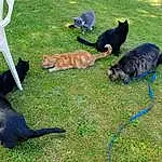Chat, Green, Felidae, Carnivore, Race de chien, Herbe, Faon, Small To Medium-sized Cats, Queue, Pelouse, Groundcover, Chien de compagnie, Chair, Outdoor Furniture, Terrestrial Animal, Comfort, Canidae