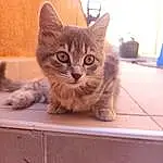 Chat, Felidae, Carnivore, Small To Medium-sized Cats, Moustaches, Bois, Faon, Fenêtre, Museau, Cat Supply, Pet Supply, Queue, Poil, Patte, Comfort, Domestic Short-haired Cat, Griffe, Assis, Hardwood